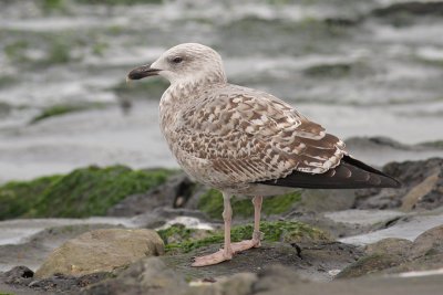 Geelpootmeeuw / Yellow-legged Gull