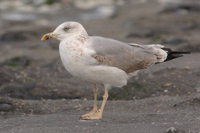 Geelpootmeeuw / Larus michahellis