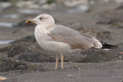 Geelpootmeeuw / Larus michahellis