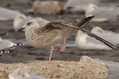 Geelpootmeeuw / Yellow-legged Gull