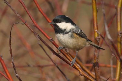 Zwarte Mees / Coal Tit