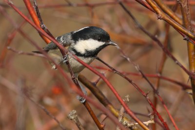 Zwarte Mees / Coal Tit