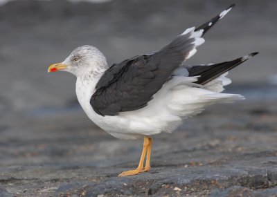 Kleine Mantelmeeuw / Lesser Black-backed Gull