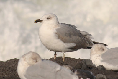 Geelpootmeeuw / Yellow-legged Gull