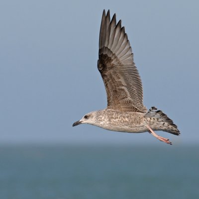 Geelpootmeeuw / Yellow-legged Gull