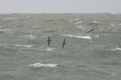 Jan-van-gent / Northern Gannet