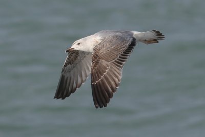 Geelpootmeeuw / Yellow-legged Gull