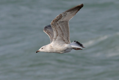 Geelpootmeeuw / Yellow-legged Gull