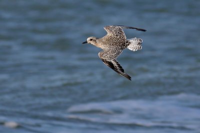 Zilverplevier / Grey Plover