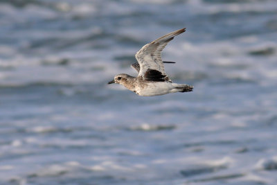 Zilverplevier / Grey Plover