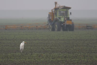 Grote Zilverreiger / Great Egret