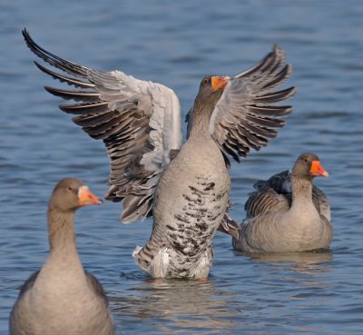 Grauwe Gans / Grey-lag Goose