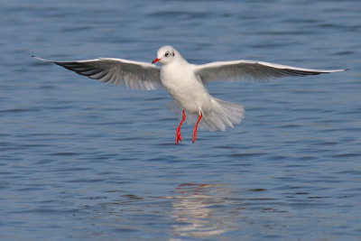 Kokmeeuw / Black-headed Gull