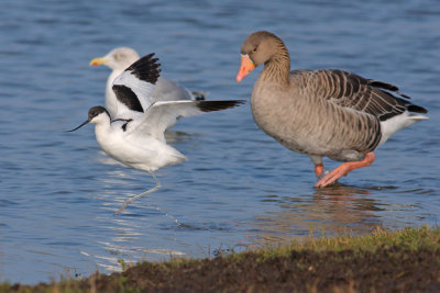 Kluut / Avocet