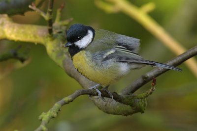 Koolmees / Great Tit