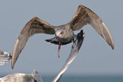 Geelpootmeeuw / Yellow-legged Gull