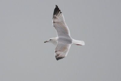 Pontische Meeuw / Caspian Gull