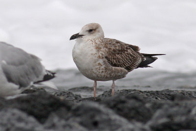 Kleine Mantelmeeuw / Lesser Black-backed Gull