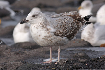 Geelpootmeeuw / Yellow-legged Gull