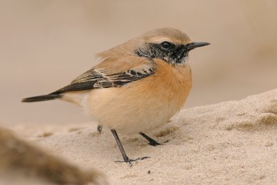 Woestijntapuit / Desert Wheatear