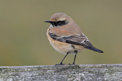 Woestijntapuit / Desert Wheatear