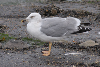 Geelpootmeeuw / Yellow-legged Gull