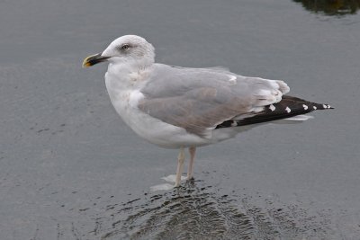 Geelpootmeeuw / Yellow-legged Gull