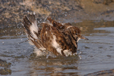 Steenloper / Turnstone