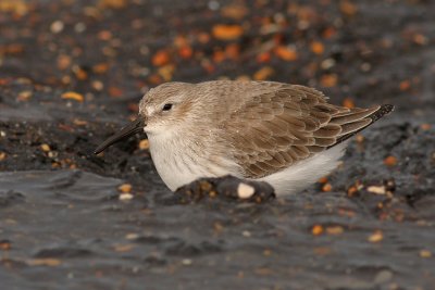 Bonte Strandloper / Dunlin