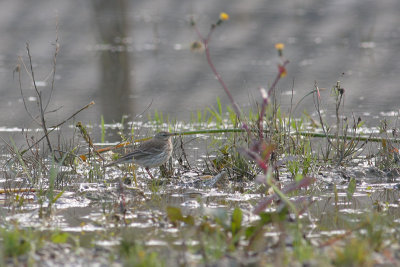 Waterpieper / Water Pipit