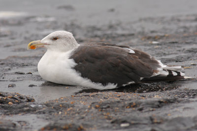 Grote Mantelmeeuw / Great Black-backed Gull