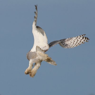 Sneeuwuil / Snowy Owl