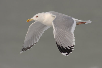 Pontische Meeuw / Caspian Gull