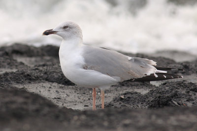 Geelpootmeeuw / Yellow-legged Gull