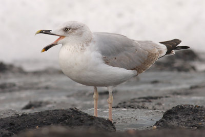 Geelpootmeeuw / Yellow-legged Gull