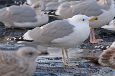 Pontische Meeuw / Caspian Gull