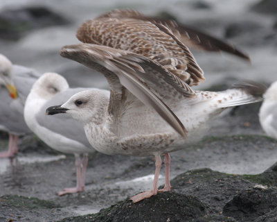 Geelpootmeeuw / Yellow-legged Gull