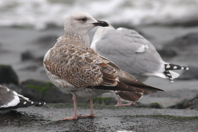 Geelpootmeeuw / Yellow-legged Gull