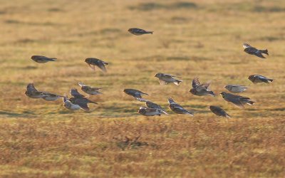 Sneeuwgors / Snow Bunting