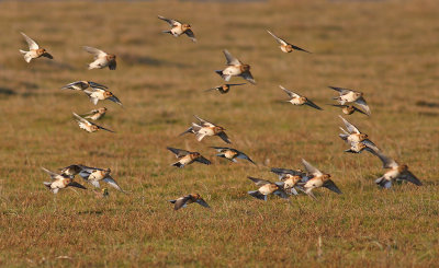 Sneeuwgors / Snow Bunting