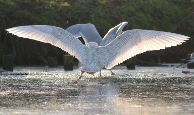 Kleine Burgemeester / Iceland Gull