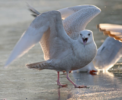 Kleine Burgemeester / Iceland Gull