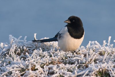 Ekster / Magpie