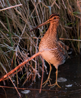 Watersnip / Snipe