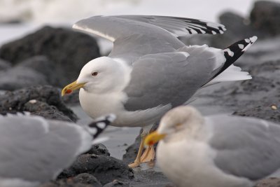 Pontische Meeuw / Caspian Gull