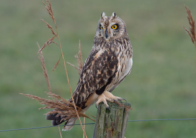 Velduil / Short-eared Owl