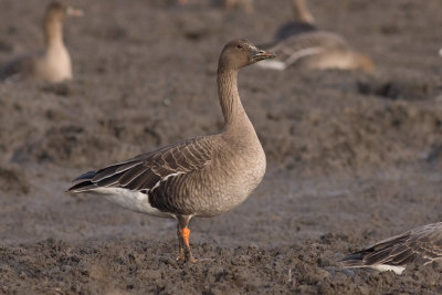 Toendrarietgans / Tundra Bean Goose