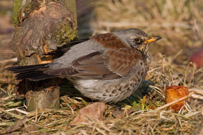 Kramsvogel / Fieldfare