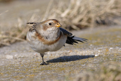 Sneeuwgors / Snow Bunting