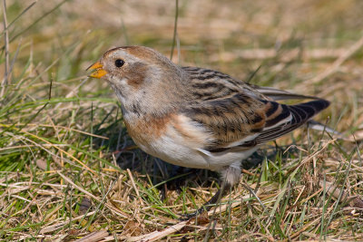 Sneeuwgors / Snow Bunting